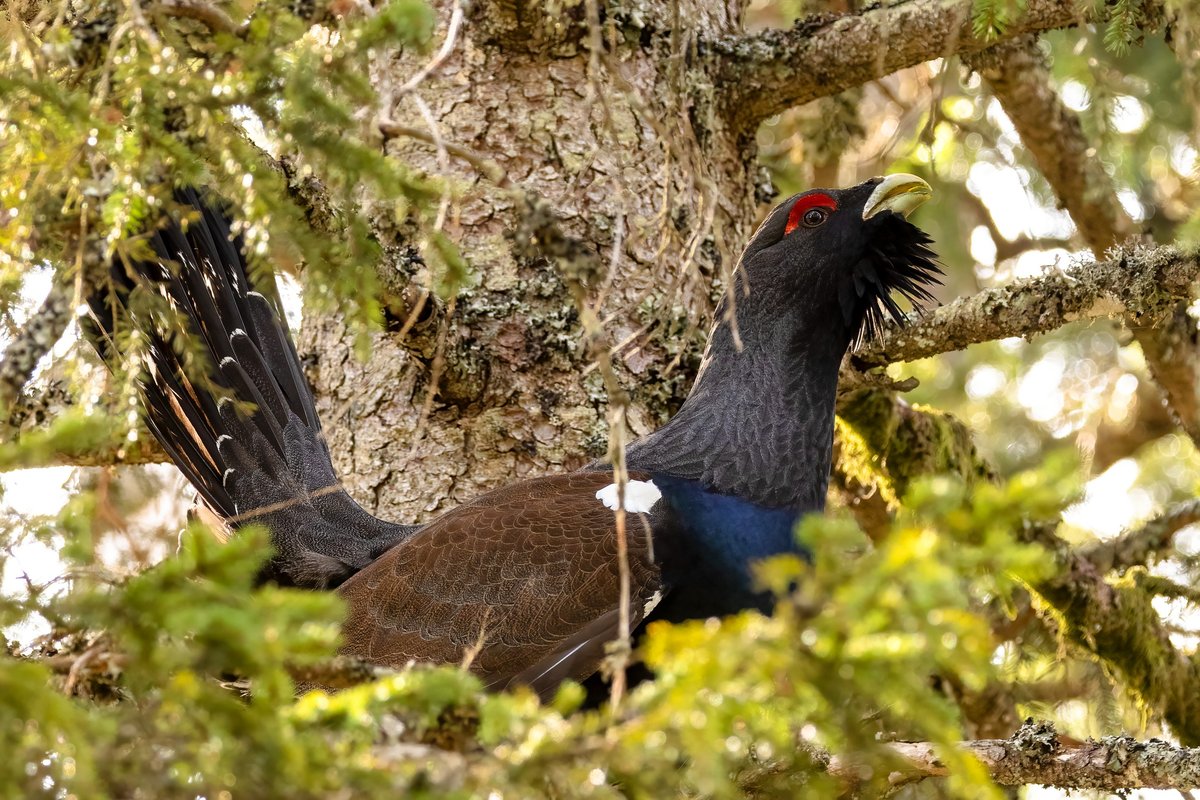 Photo d'un oiseau qui nidifie dans un arbre